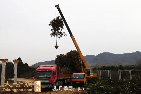 南陽(yáng)南召：玉蘭苗木產(chǎn)業(yè) 飄香名揚(yáng)天下(圖4)