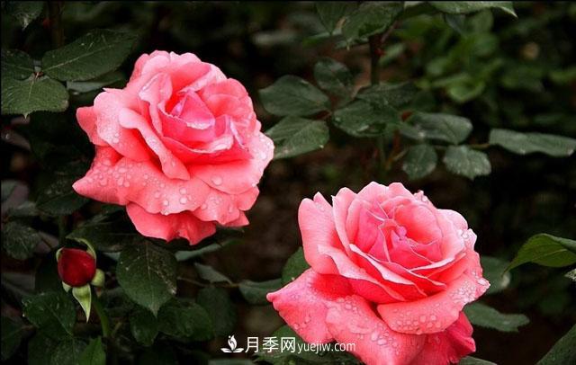 月季花5條養(yǎng)殖方法，花期長(zhǎng)達(dá)180天，香味濃郁撲滿鼻(圖2)