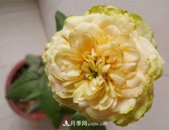 10款月季花，花比拳頭大，隨便一棵就能長一院子(圖8)