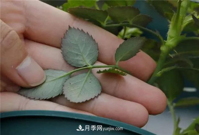 紅蜘蛛是月季花的天敵，有3種方法輕松消滅(圖3)