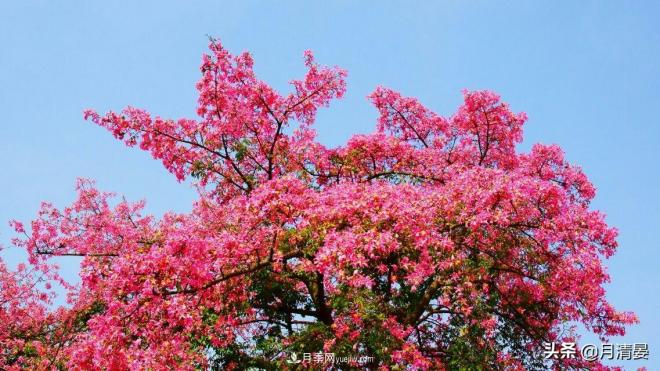 盤點(diǎn)那些記憶里的花木景色(圖2)