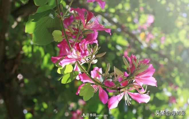 盤點(diǎn)那些記憶里的花木景色(圖1)