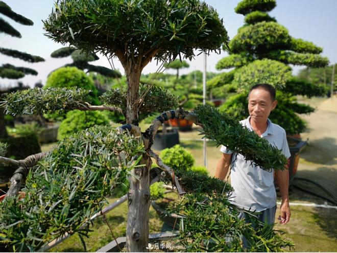 廣東省中山市橫欄鎮(zhèn)，這個(gè)3萬畝的花木之鄉(xiāng)，畝均年產(chǎn)值竟達(dá)10萬元(圖5)