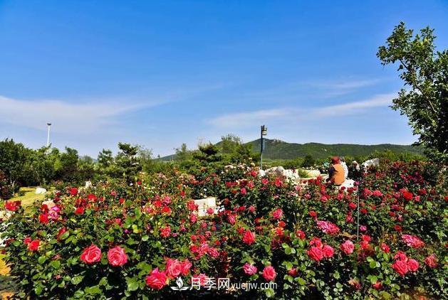 萊州月季之都，***浪漫的月季花海！看這里！(圖1)