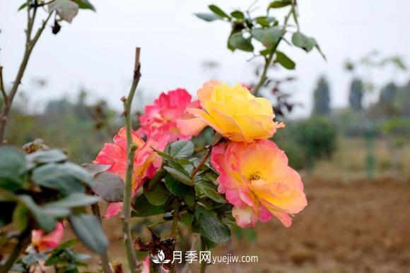 美若仙境！山東滕州市北辛街道這片醉人的月季花海等你來看(圖1)