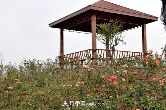 美若仙境！山東滕州市北辛街道這片醉人的月季花海等你來看(圖2)