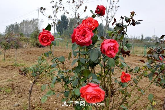 美若仙境！山東滕州市北辛街道這片醉人的月季花海等你來看(圖3)