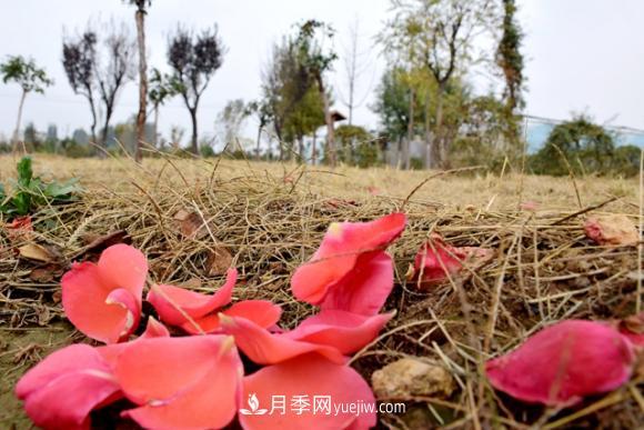 美若仙境！山東滕州市北辛街道這片醉人的月季花海等你來看(圖6)