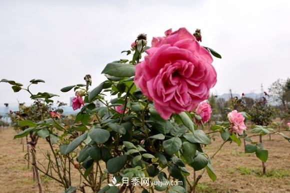 美若仙境！山東滕州市北辛街道這片醉人的月季花海等你來看(圖5)