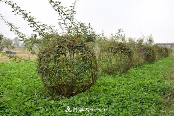 美若仙境！山東滕州市北辛街道這片醉人的月季花海等你來看(圖7)