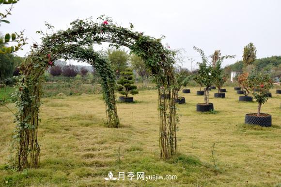 美若仙境！山東滕州市北辛街道這片醉人的月季花海等你來看(圖8)