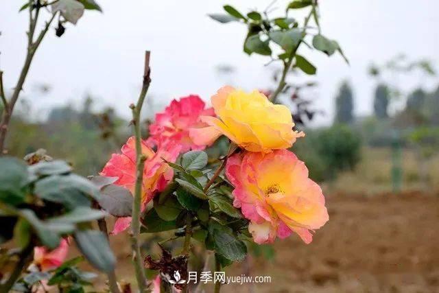 山東滕州北辛街道建成一座月季花海，總占地100畝真漂亮！(圖4)