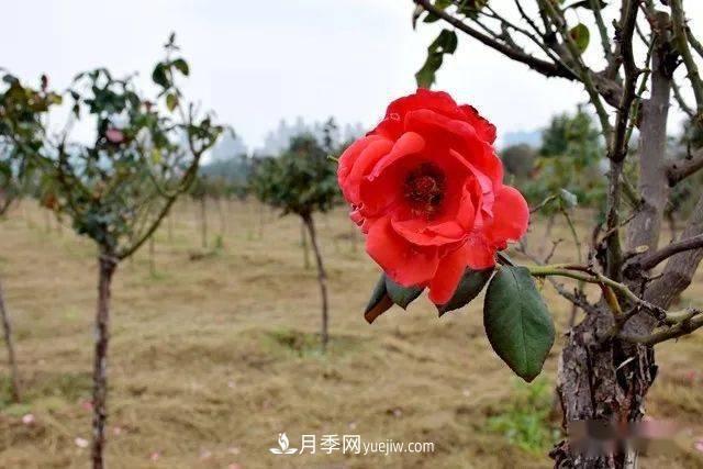 山東滕州北辛街道建成一座月季花海，總占地100畝真漂亮！(圖6)