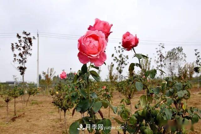 山東滕州北辛街道建成一座月季花海，總占地100畝真漂亮！(圖15)