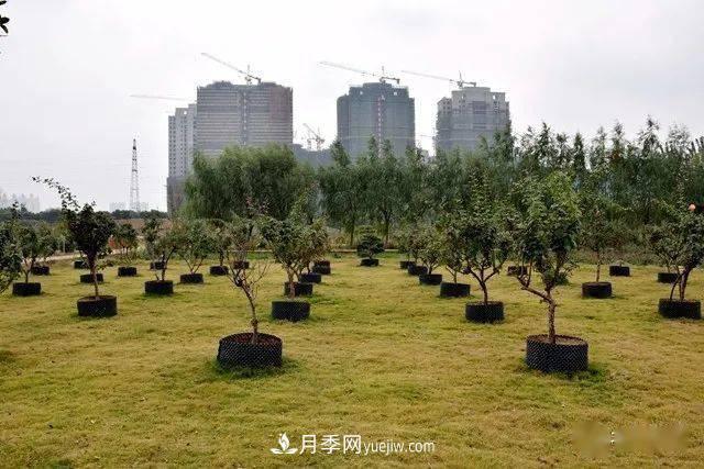 山東滕州北辛街道建成一座月季花海，總占地100畝真漂亮！(圖16)