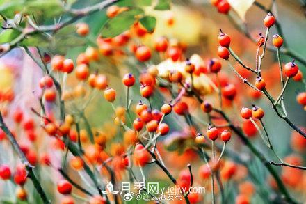 江蘇連云港東海：霜打紅葉 秋滿枝頭(圖2)