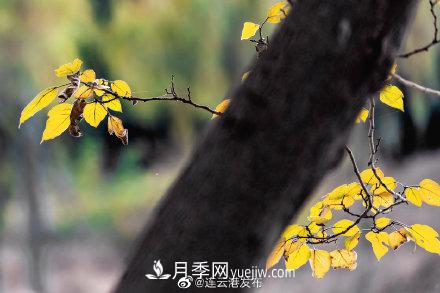 江蘇連云港東海：霜打紅葉 秋滿枝頭(圖6)