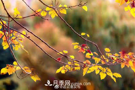 江蘇連云港東海：霜打紅葉 秋滿枝頭(圖5)