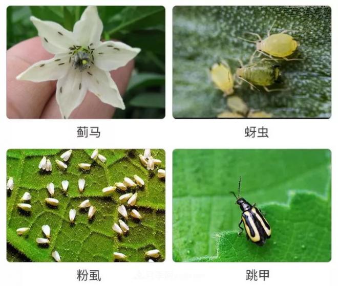 8種花木常用農(nóng)藥介紹，價(jià)格便宜效果很好(圖2)