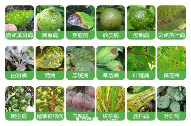 8種花木常用農(nóng)藥介紹，價(jià)格便宜效果很好(圖1)