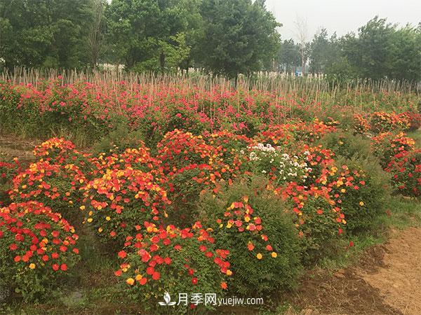 南陽月季花球基地批發(fā)價格(圖1)