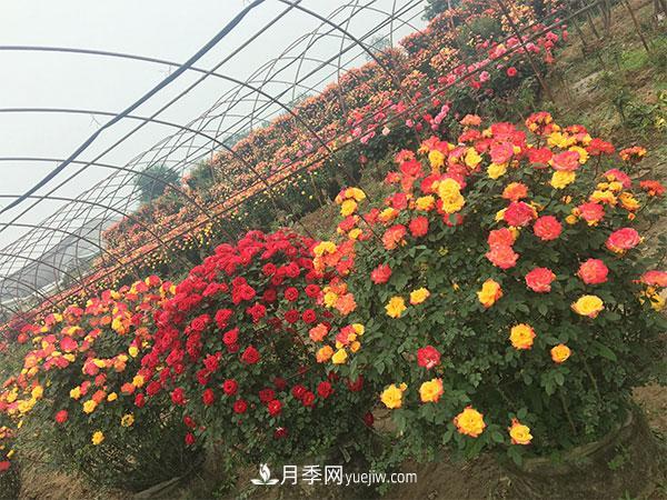 南陽月季花球基地批發(fā)價格(圖2)