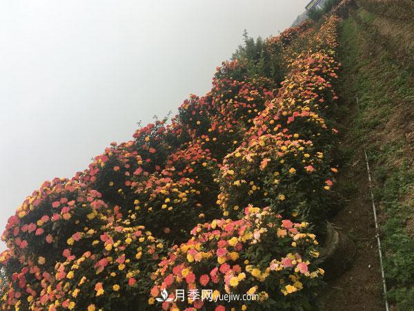 南陽月季花球基地批發(fā)價格(圖3)