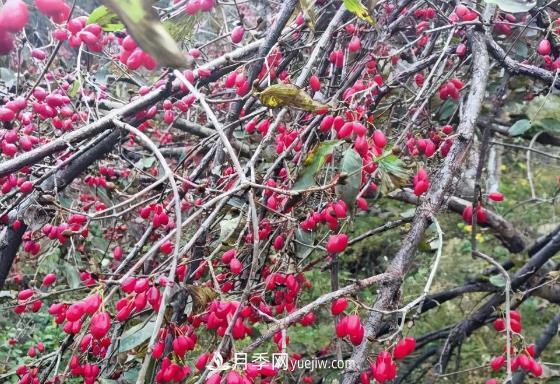 河南南陽(yáng)南召：?jiǎn)潭随?zhèn)山茱萸映紅致富路(圖1)