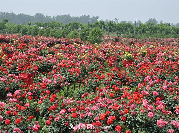 怎樣處理月季的花朵套袋(圖1)