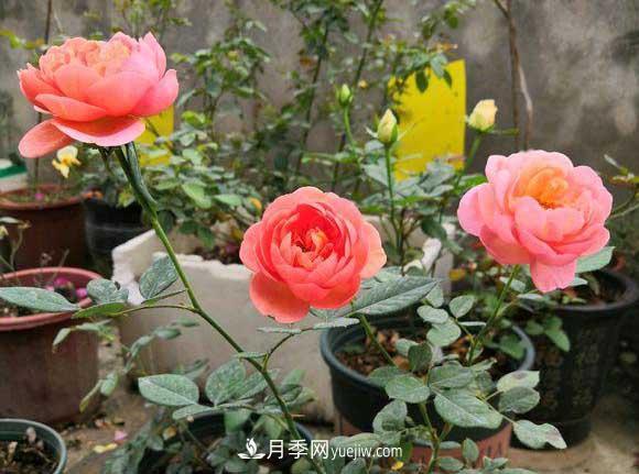 輕松3招養(yǎng)月季，四季開花不斷成“花?！?圖1)