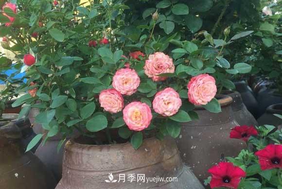 輕松3招養(yǎng)月季，四季開花不斷成“花?！?圖2)