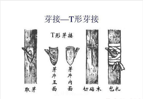 棒棒糖月季這么漂亮，南陽(yáng)月季花農(nóng)是如何嫁接出來(lái)的？(圖3)