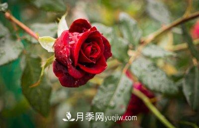 十大***香的月季花排名榜(圖1)