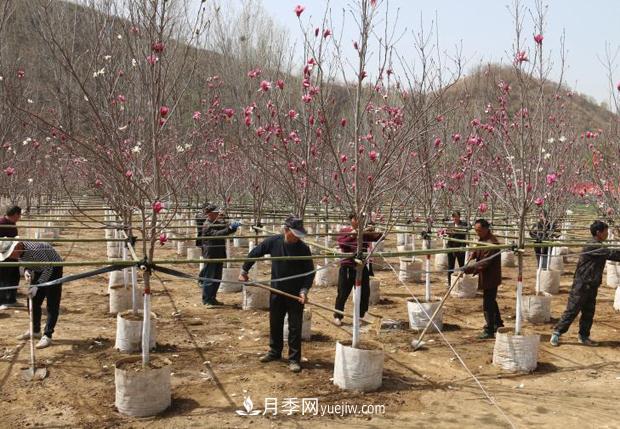 南陽(yáng)南召：栽下玉蘭搖錢樹(shù) 念活苗木致富經(jīng)(圖1)