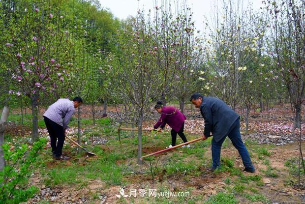 南陽(yáng)南召：栽下玉蘭搖錢樹(shù) 念活苗木致富經(jīng)(圖3)