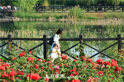 平頂山烏江河口公園月季園 深秋月季花嬌艷欲滴(圖3)