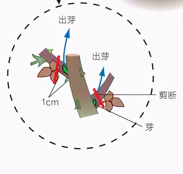 月季庭院種植秋冬養(yǎng)護(hù)要點(diǎn)：秋冬養(yǎng)護(hù)好，來年一樹繁花(圖3)