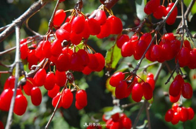 河南西峽：美麗鄉(xiāng)村綠水青山“變現(xiàn)”金山銀山(圖1)