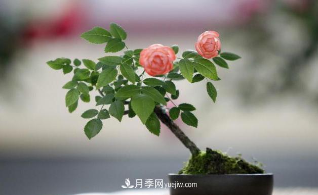 會(huì)養(yǎng)花的人，能把普通月季，養(yǎng)成“藝術(shù)品”(圖6)