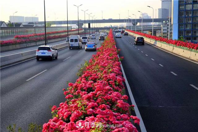 2021年，綠化月季上高架會(huì)成為潮流嗎？(圖1)