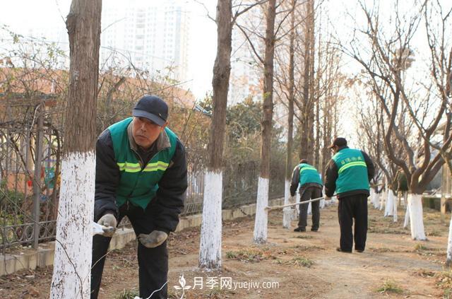 為什么說秋季移栽樹木成活率更高？苗木要提高成活率，還需要注意什么(圖3)