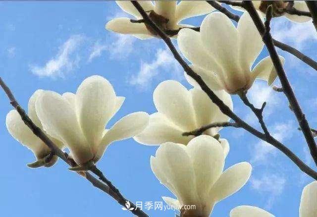 白玉蘭花期有多久，花期如何管理？(圖1)