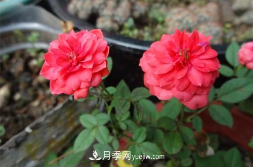 微型月季花怎么養(yǎng) 微型月季花的養(yǎng)殖方法和注意事項(xiàng)(圖2)