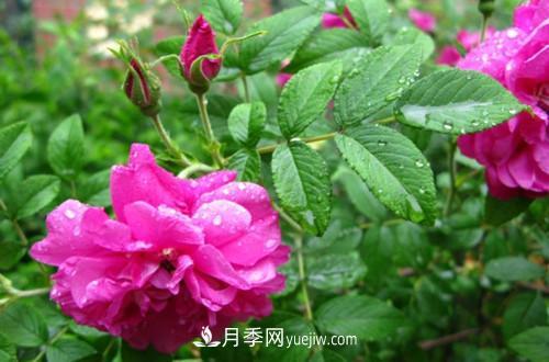 微型月季花怎么養(yǎng) 微型月季花的養(yǎng)殖方法和注意事項(xiàng)(圖1)