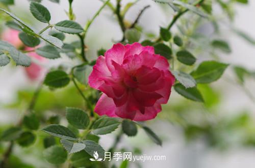 微型月季花怎么養(yǎng) 微型月季花的養(yǎng)殖方法和注意事項(xiàng)(圖3)