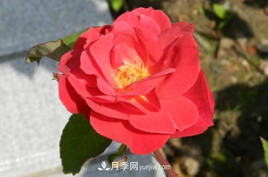 月季花有哪些顏色？月季花的養(yǎng)殖方法？(圖3)