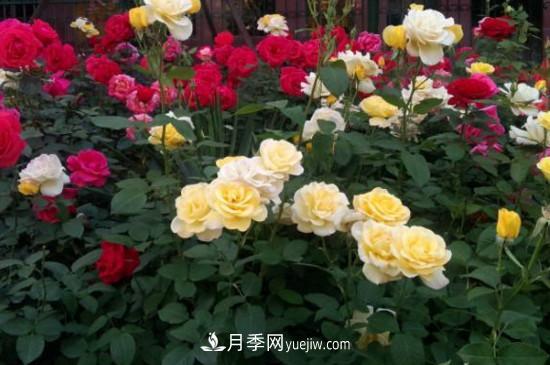 月季花有哪些顏色？月季花的養(yǎng)殖方法？(圖2)