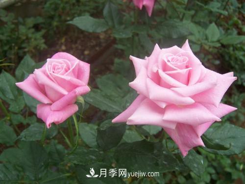 十大***經(jīng)典月季花，開花***勤(圖2)