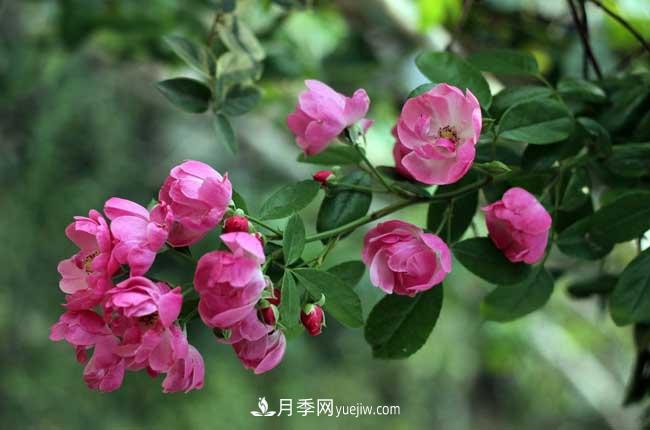 薔薇花和月季花的區(qū)別？月季花期有多長？(圖1)