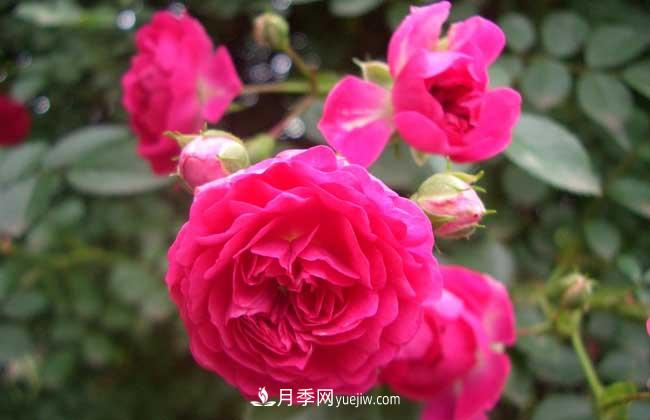 薔薇花和月季花的區(qū)別？月季花期有多長？(圖2)